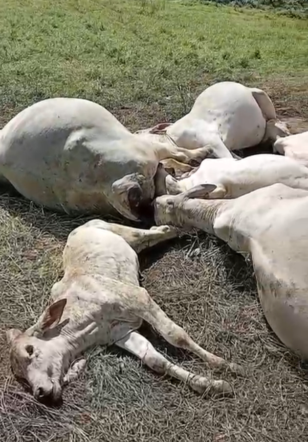 Raio mata 10 animais em fazenda na zona rural de Timbaúba