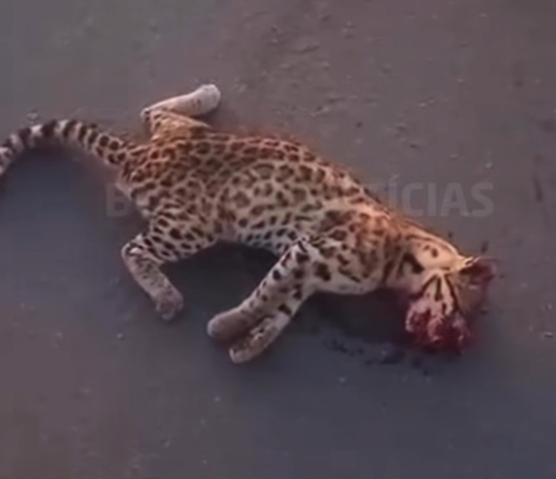 Gato-do-mato é atropelado na PE-82, em Ferreiros